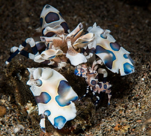 Baby harlequin shrimp feels safe between its mother's arms. by Mehmet Salih Bilal 